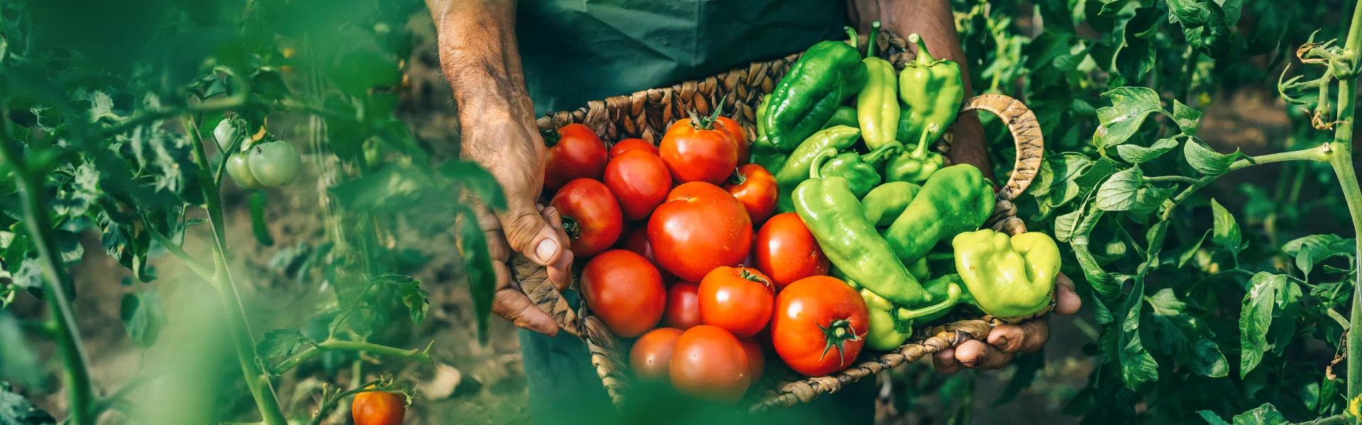 Pomidory i papryka w koszyku